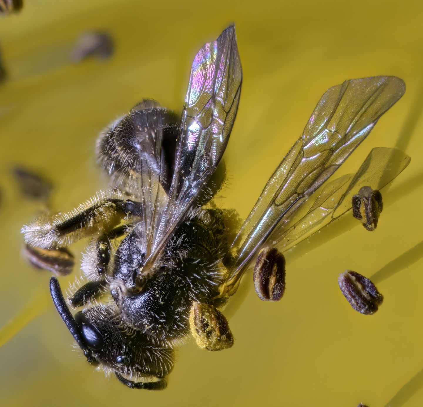 Halictidae: Lasioglossum sp.